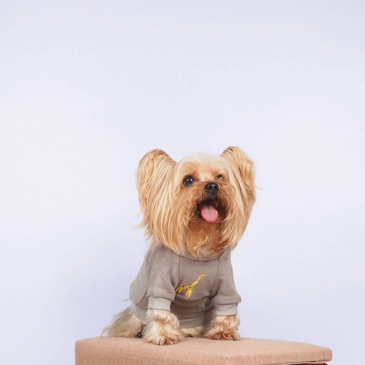 Yorkshire Terrier Dog Clothes